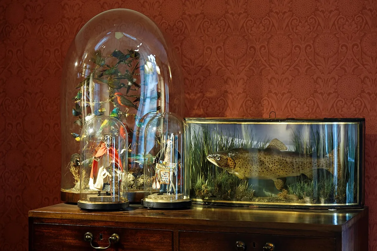 Drie glazen stolpen met opgezette vogels en poppen staan op een houten kast tegen rood behang; rechts een langwerpige vitrine met een opgezette vis.